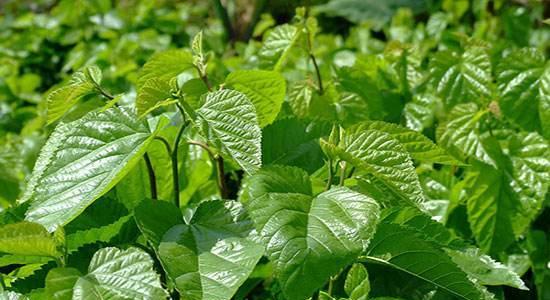 桑树种植最佳时间是什么时候?生长周期有哪些特点? 桑树种植最佳时间是什么时候?生长周期有哪些特点?