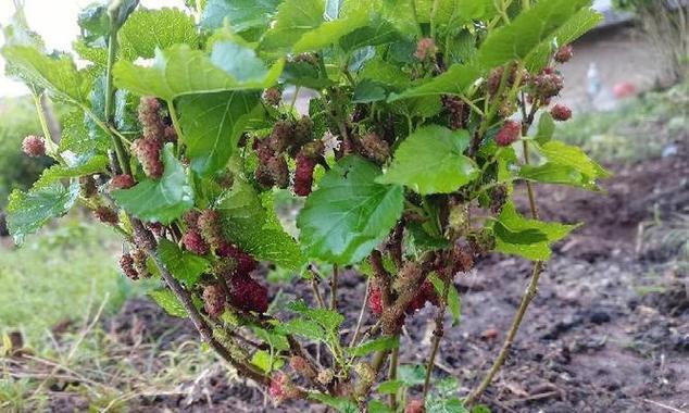 桑树种植最佳时间是什么时候?生长周期有哪些特点? 桑树种植最佳时间是什么时候?生长周期有哪些特点?