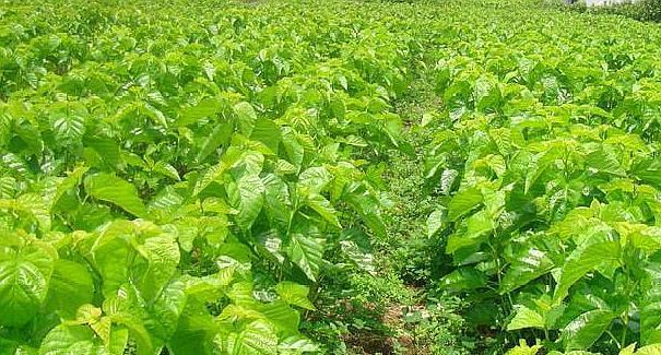 桑树种植最佳时间是什么时候?生长周期有哪些特点? 桑树种植最佳时间是什么时候?生长周期有哪些特点?