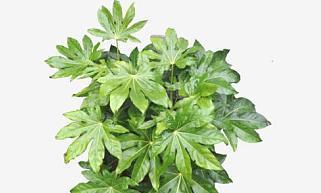 八角金盘是草本还是木本植物？如何区分？