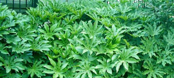 八角金盘是草本还是木本植物？如何区分？