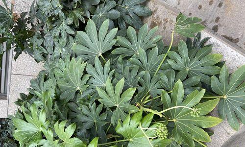 八角金盘是草本还是木本植物？如何区分？