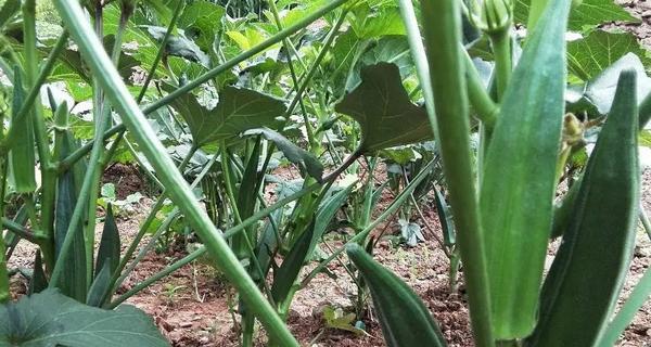 秋葵一年能种几季?生长期需要多久? 秋葵一年能种几季?生长期需要多久?