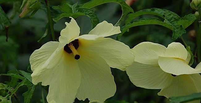 秋葵一年能种几季?生长期需要多久? 秋葵一年能种几季?生长期需要多久?