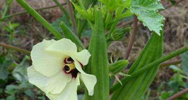 秋葵一年能种几季?生长期需要多久? 秋葵一年能种几季?生长期需要多久?