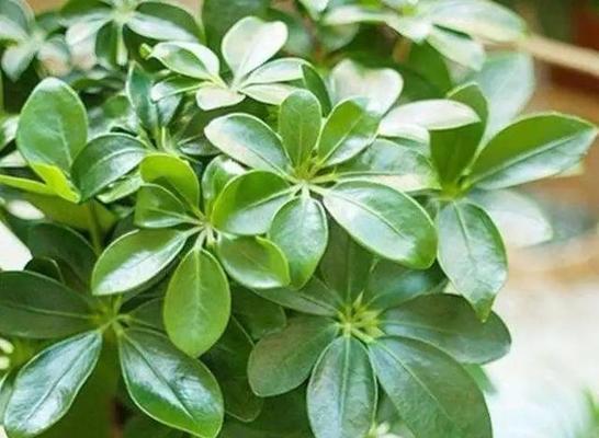 养花新手适合养什么花?哪些花卉最适合初学者? 养花新手适合养什么花?哪些花卉最适合初学者?