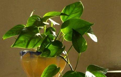 养花新手适合养什么花?哪些花卉最适合初学者? 养花新手适合养什么花?哪些花卉最适合初学者?