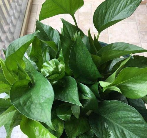 养花新手适合养什么花?哪些花卉最适合初学者? 养花新手适合养什么花?哪些花卉最适合初学者?