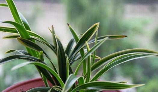 建兰花期持续多久？如何延长花期？