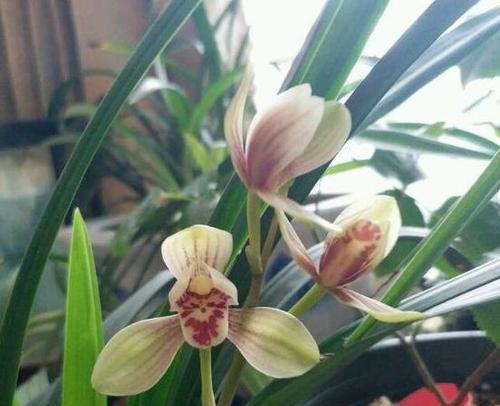 建兰花期持续多久？如何延长花期？