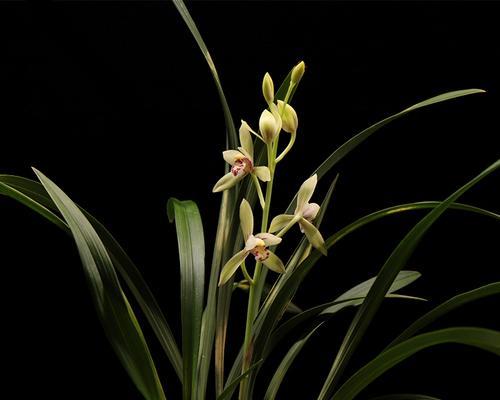 建兰花期持续多久？如何延长花期？