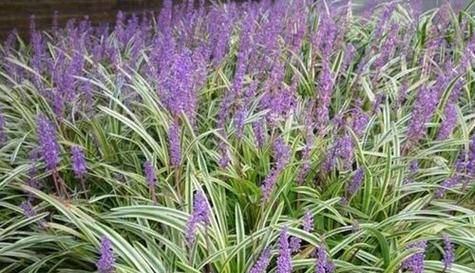 麦冬草会开花吗？开花时是什么样的？