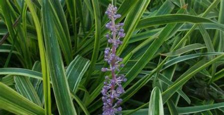 麦冬草会开花吗？开花时是什么样的？