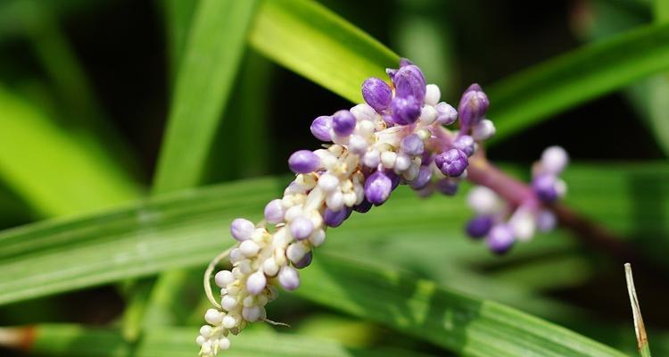 麦冬草会开花吗？开花时是什么样的？