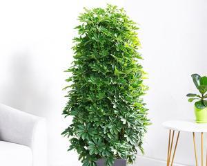 八方来财树开花有什么预兆？如何解读其象征意义？