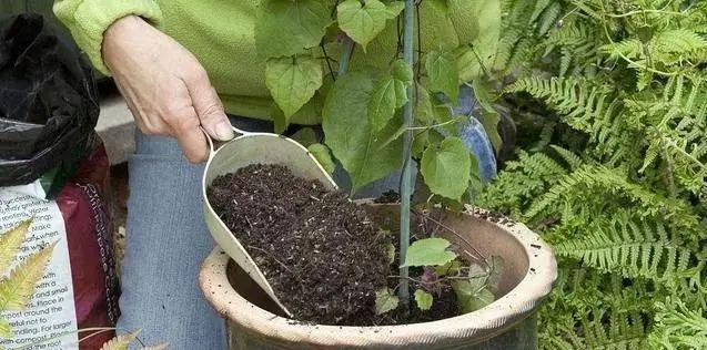 如何自制养花营养土？养花营养土配制步骤是什么？