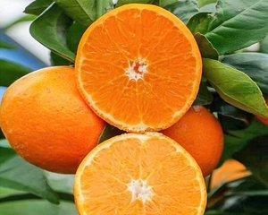 沃柑有籽吗？沃柑籽的形状和特征是什么？