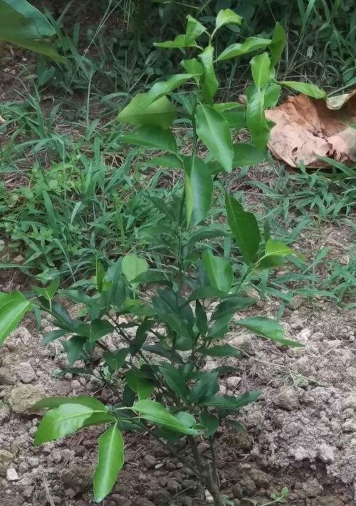 沃柑有籽吗？沃柑籽的形状和特征是什么？