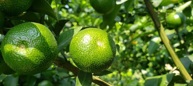 沃柑有籽吗？沃柑籽的形状和特征是什么？