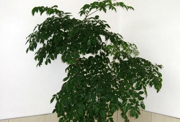 水培幸福树怎么养才能更旺盛?有哪些技巧和注意事项?