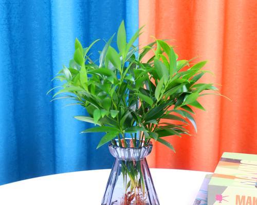 水培幸福树怎么养才能更旺盛?有哪些技巧和注意事项? 水培幸福树怎么养才能更旺盛?有哪些技巧和注意事项?