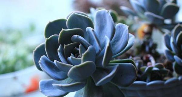 石莲花怎么养?养殖过程中应注意哪些问题? 石莲花怎么养?养殖过程中应注意哪些问题?