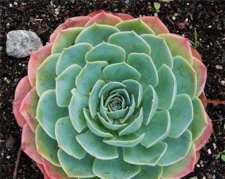 石莲花怎么养?养殖过程中应注意哪些问题? 石莲花怎么养?养殖过程中应注意哪些问题?