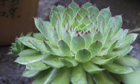 石莲花怎么养?养殖过程中应注意哪些问题? 石莲花怎么养?养殖过程中应注意哪些问题?