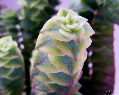 青锁龙属多肉养殖方法是什么?如何正确养护?