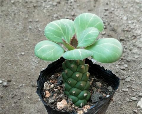 青锁龙属多肉养殖方法是什么?如何正确养护? 青锁龙属多肉养殖方法是什么?如何正确养护?