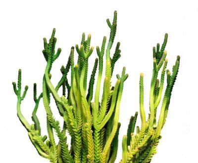 青锁龙属多肉养殖方法是什么?如何正确养护? 青锁龙属多肉养殖方法是什么?如何正确养护?