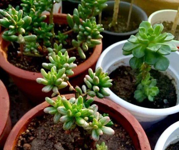 虹之玉叶插繁殖方法是什么?如何成功扦插虹之玉? 虹之玉叶插繁殖方法是什么?如何成功扦插虹之玉?