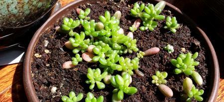 虹之玉叶插繁殖方法是什么?如何成功扦插虹之玉? 虹之玉叶插繁殖方法是什么?如何成功扦插虹之玉?