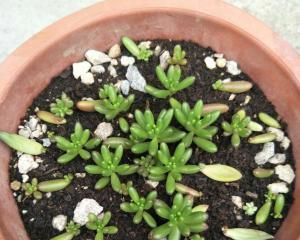 虹之玉叶插繁殖方法是什么?如何成功扦插虹之玉? 虹之玉叶插繁殖方法是什么?如何成功扦插虹之玉?