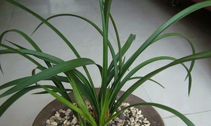 凝心草是什么草？它的功效和使用方法有哪些？