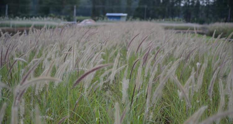 凝心草是什么草？它的功效和使用方法有哪些？