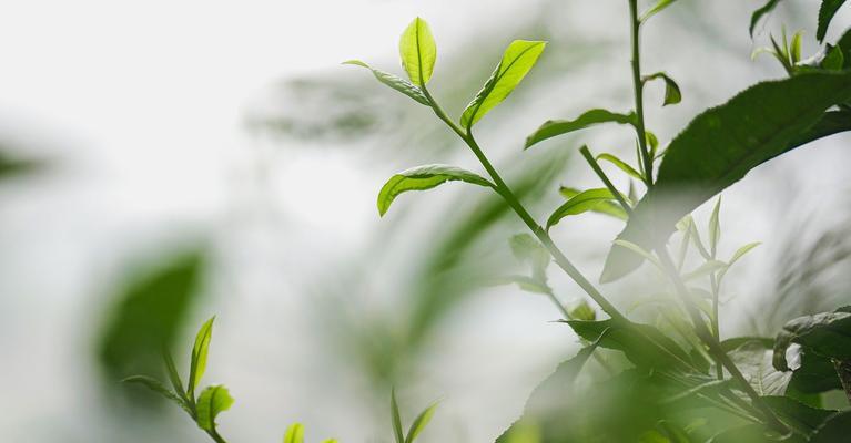 凝心草是什么草？它的功效和使用方法有哪些？