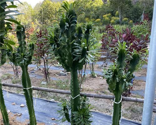 仙人掌没有根部能否存活？如何进行养护？