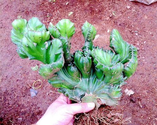 仙人掌没有根部能否存活？如何进行养护？