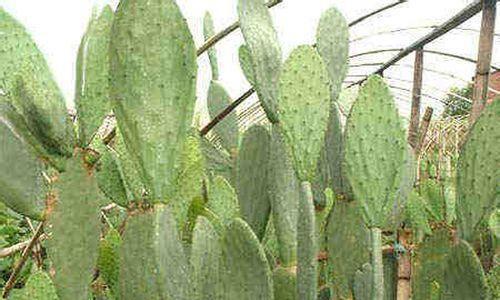 仙人掌没有根部能否存活？如何进行养护？