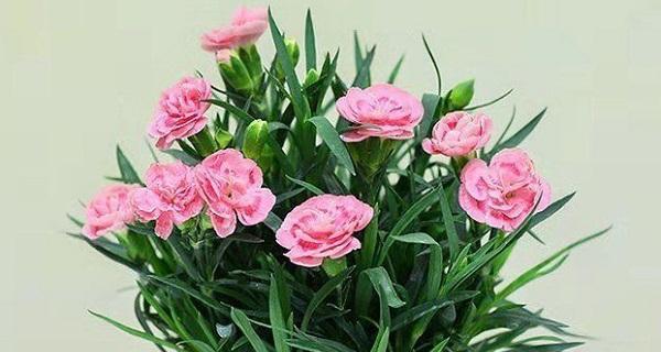 康乃馨能养多久？如何延长康乃馨的花期？