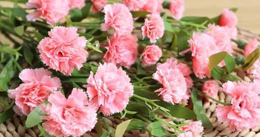 康乃馨能养多久？如何延长康乃馨的花期？