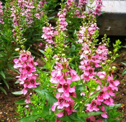 香彩雀一年开几次花？如何延长花期？