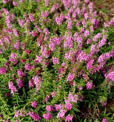 香彩雀一年开几次花？如何延长花期？