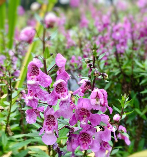 香彩雀一年开几次花？如何延长花期？