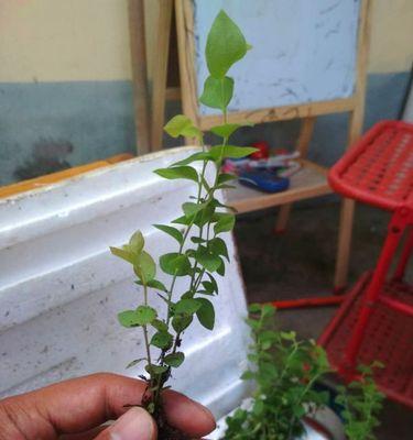 蓝莓扦插几年可以结果?如何提高扦插成功率? 蓝莓扦插几年可以结果?如何提高扦插成功率?