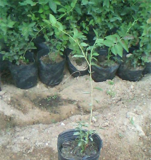 蓝莓扦插几年可以结果?如何提高扦插成功率? 蓝莓扦插几年可以结果?如何提高扦插成功率?