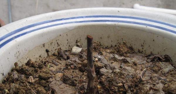 蓝莓扦插几年可以结果?如何提高扦插成功率? 蓝莓扦插几年可以结果?如何提高扦插成功率?