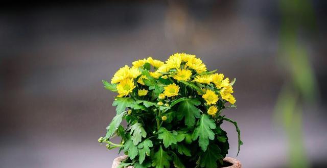 盆栽菊花养殖技巧有哪些?如何确保盆栽菊花健康生长?