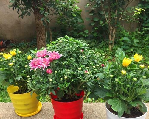 盆栽菊花养殖技巧有哪些?如何确保盆栽菊花健康生长? 盆栽菊花养殖技巧有哪些?如何确保盆栽菊花健康生长?